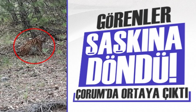 Çorum'da ortaya çıktı, görenler şaşkına döndü!